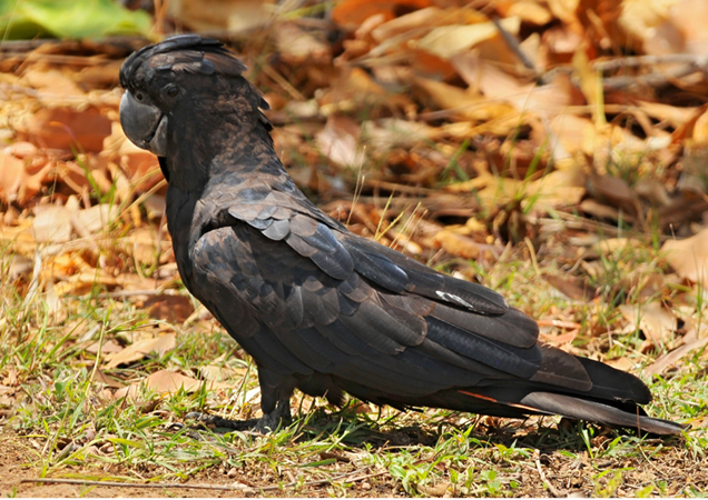 Glossy Black Cockatoo.